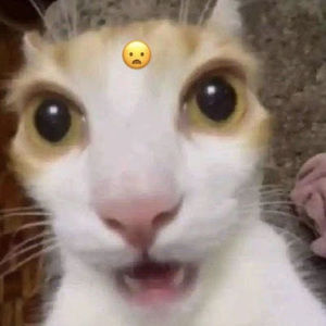 Meet your Posher, Charlie